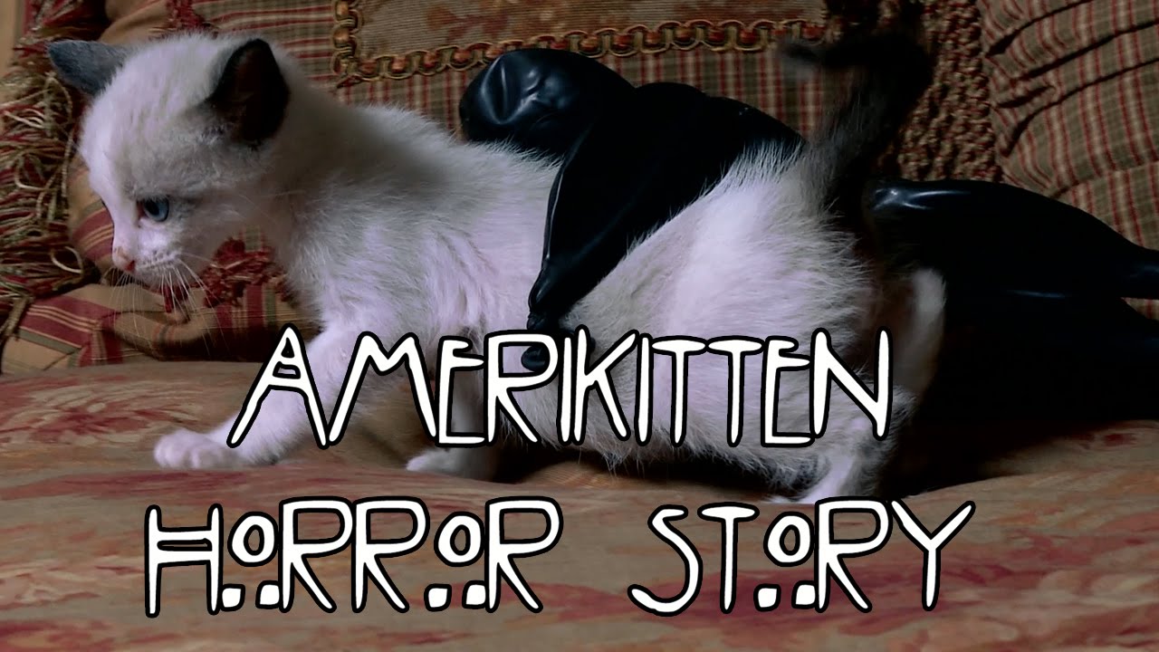 AMERICAN HORROR STORY (Cute Kitten Version)