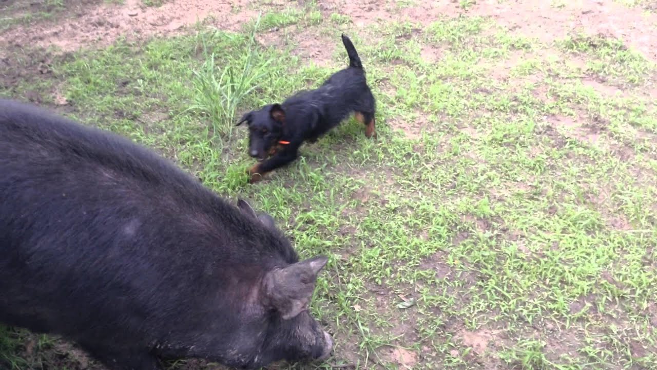 American hunting terrier,Tyler Texas