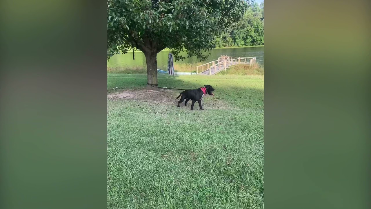 American Pit Bull Eli Carver 9 month old pup.
