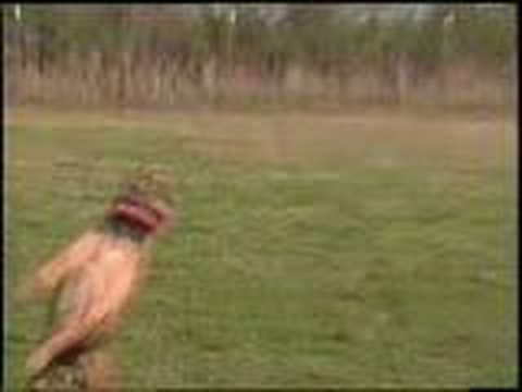 American Pit Bull Springpole, Flirtpole, Weight Pull WILD!