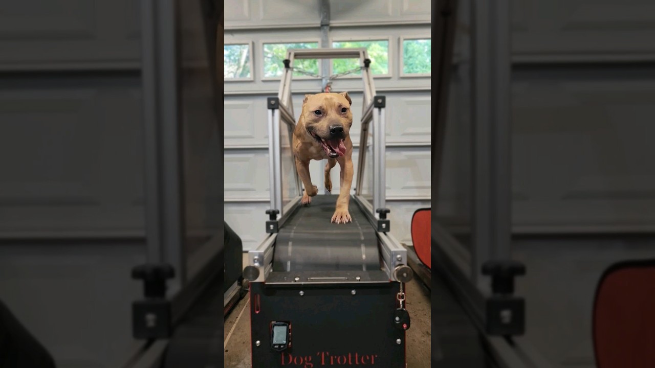 American Pit Bull Terrier exercising on a '22 Dog Trotter Evo Pro Slatmill.