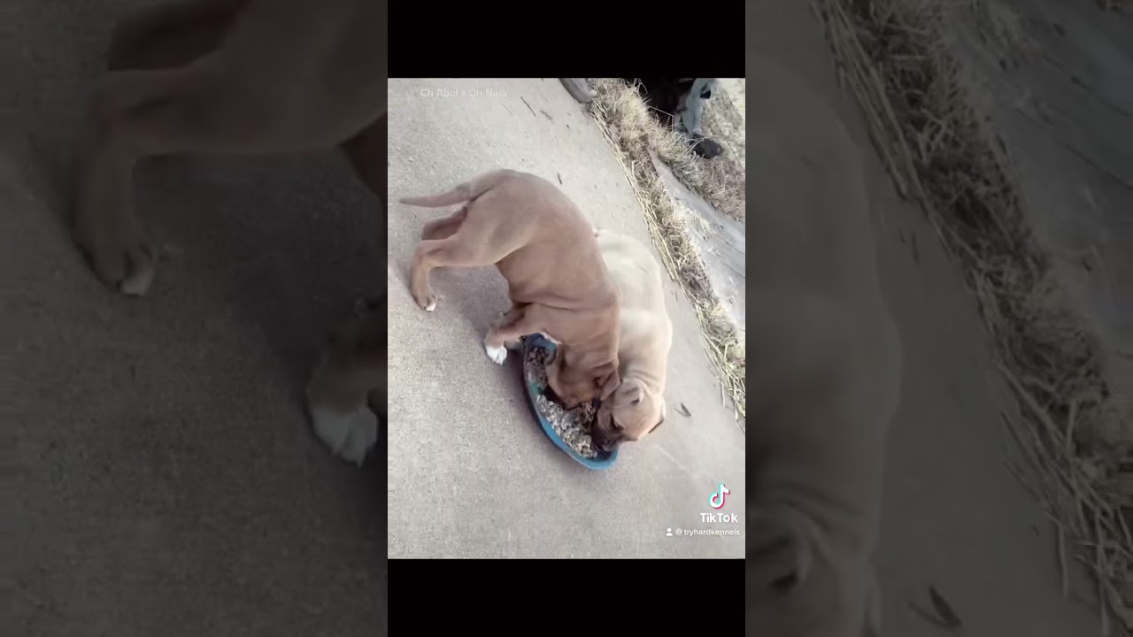 American Pit Bull Terrier Jeep Redboy #americanpitbullterrier #apbt #pitbull #bulldog #adba