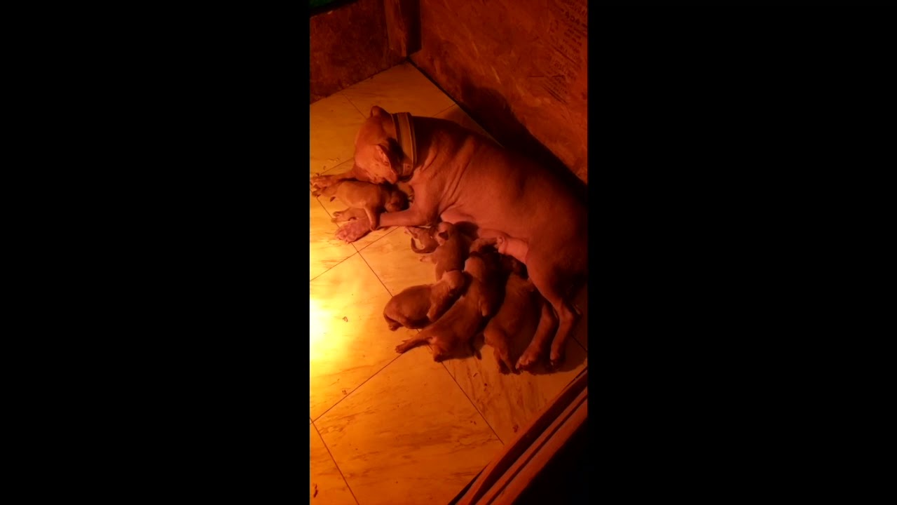 AMERICAN PIT BULL TERRIER PUPS | KRAKEN KENNELS | GH CH MAYDAY | GR CH BARRACUDA | GR CH TANGO
