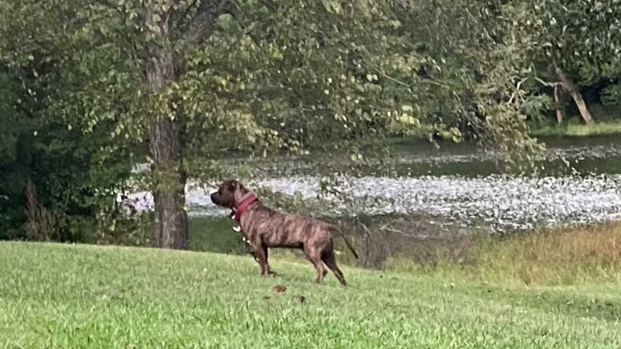 American PitBull 8 week keep transformation. Lil Gator BMW Black Angel Blood. Pt1