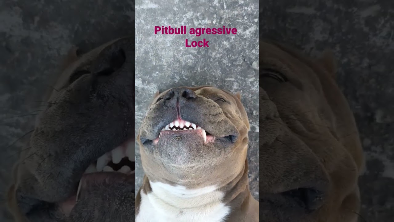 American pitbull agressive teeth  and agression mood#shorts #viral #shortsvideo #trending #ytshorts
