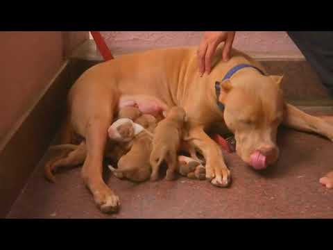 American pitbull delivers 21 puppies in southern India