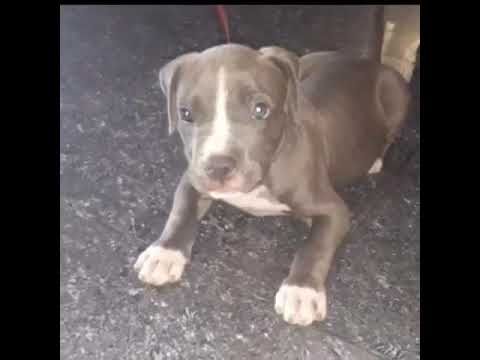 American pitbull female puppy sale