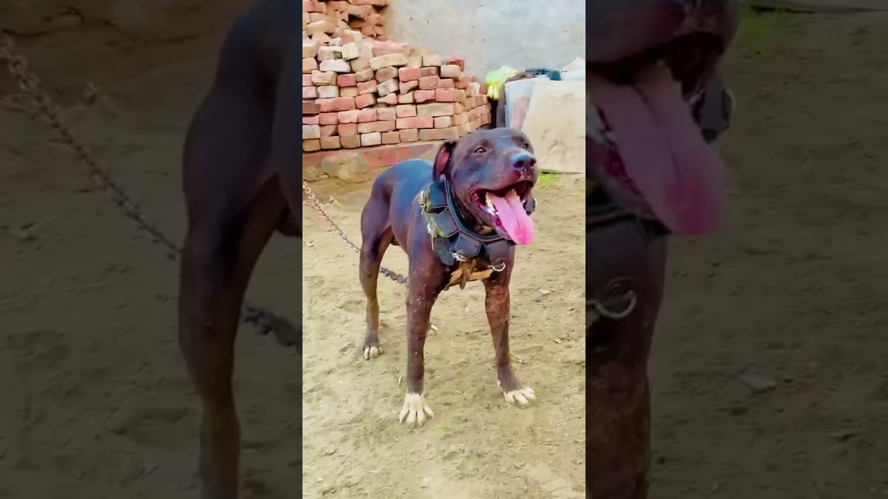 American Pitbull Terrier ! Fighter Pitbull 🔥Pitbull (APBT)Gripping #GabruPitbull ! Latest video 2021