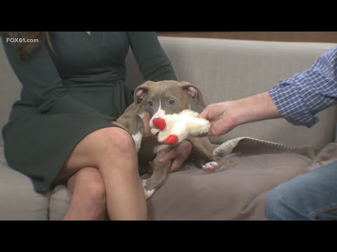 American Pitbull Terrier mix Octavia up for adoption through Conn. Humane Society