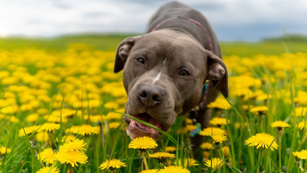 American pitbull terrier Shelby at dandelions field