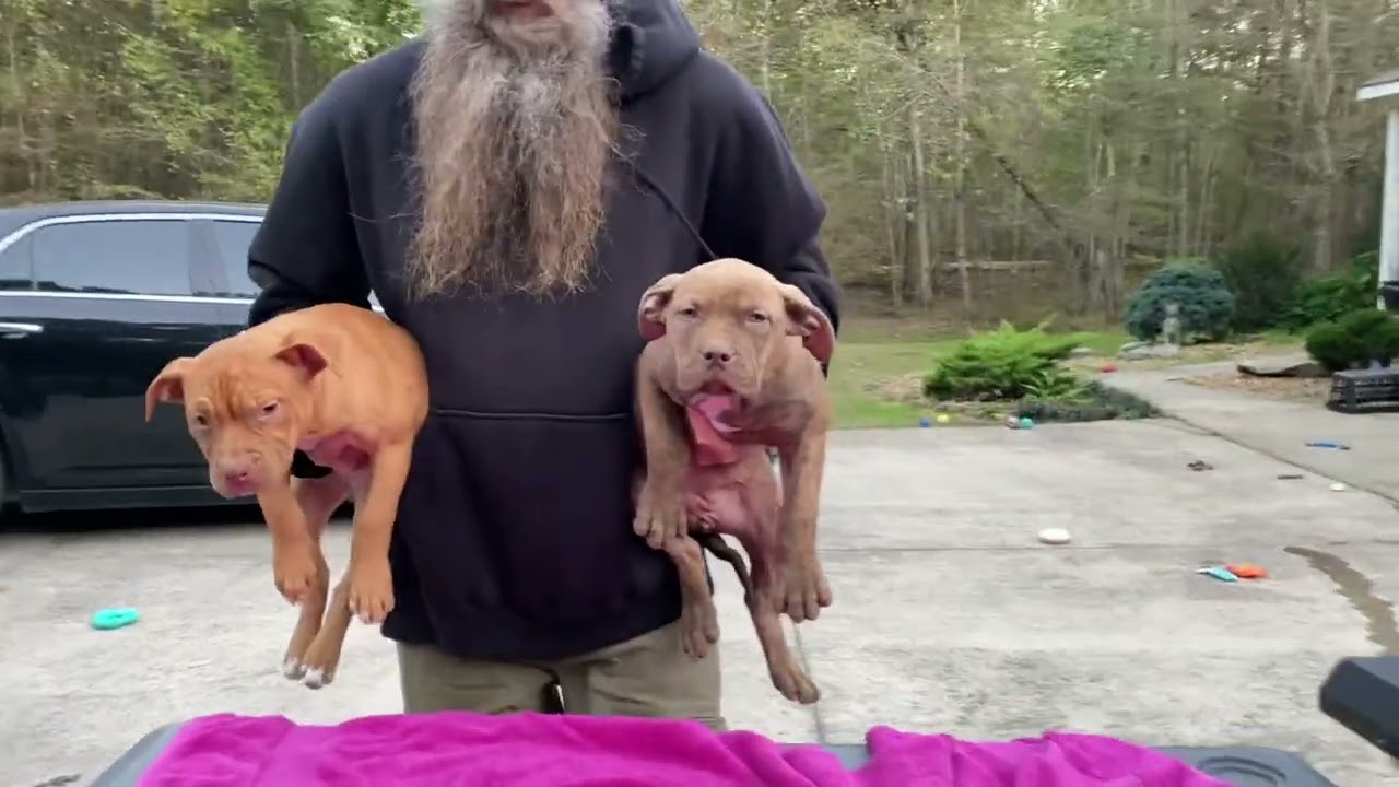 American Pitbull Terrier versus American Working Pit Bulldog