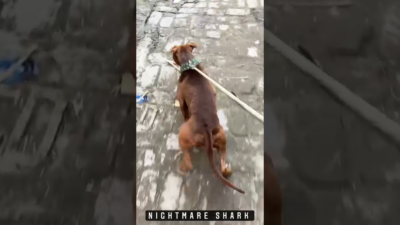 American Pitbull terrier/APBT/Short video Trening!#Gabru#Pitbull 💥Fighter pitbull/ Latest Video 2021