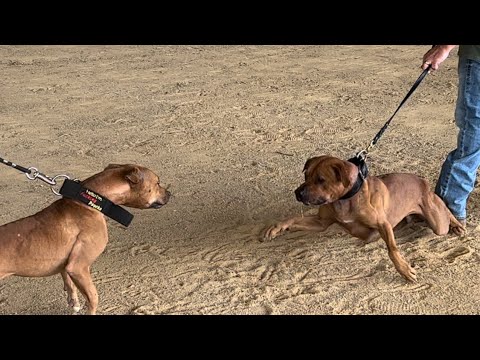 American Pitbull Terriers Compete in ADBA Dog Show. Best Red Dog Class