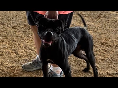 American Pitbull Terriers compete in ADBA dog show Champion males part 2