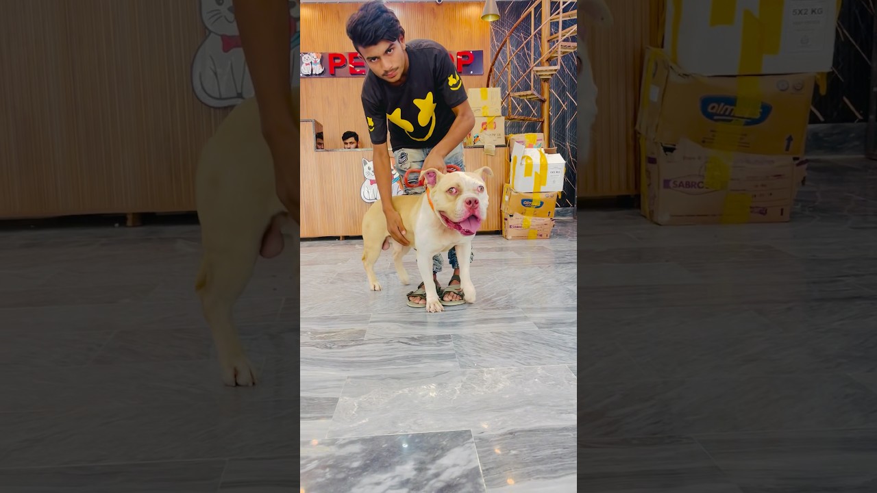 American Pitbull xxl big face imported dog Available 03006897786