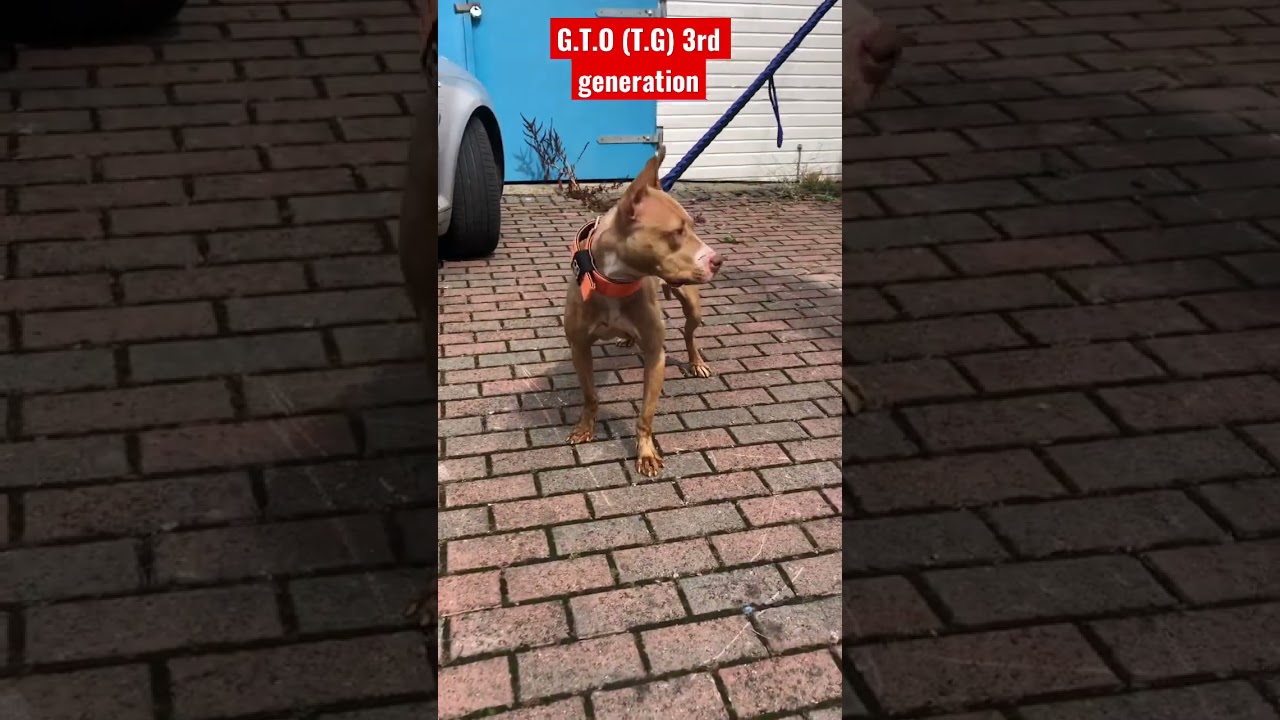 American Staffordshire bull terrier #viral #workingdog #pitbull #gamedog