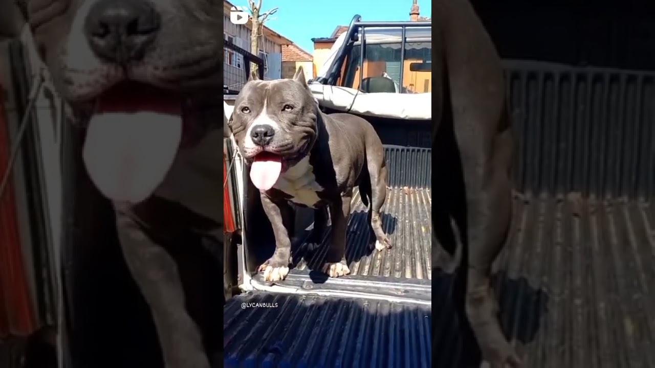American Staffordshire Terrier - Hellboy #shorts