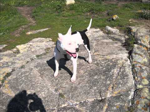 american staffordshire terrier Hera