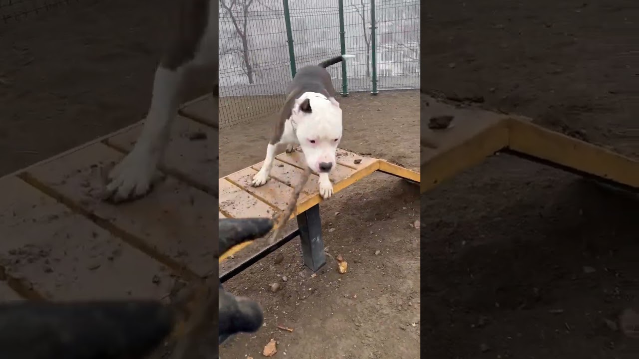 american staffordshire terrier playing #джексон #amstaff #staff #stafford