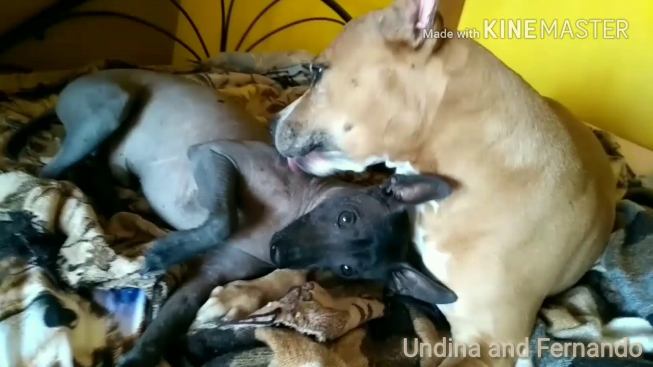 American Staffordshire terrier Undina and xoloitzcuintle Fernando, best friends!