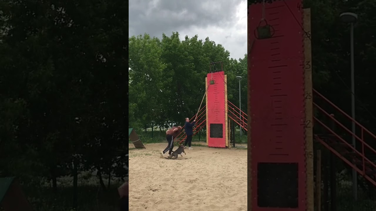Amstaff in sports | 3.5 m on the wall