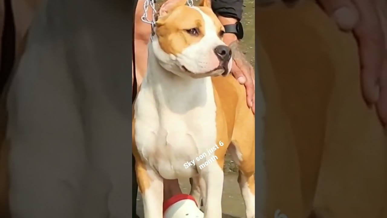 Amstaff male pup  just 6 month old
