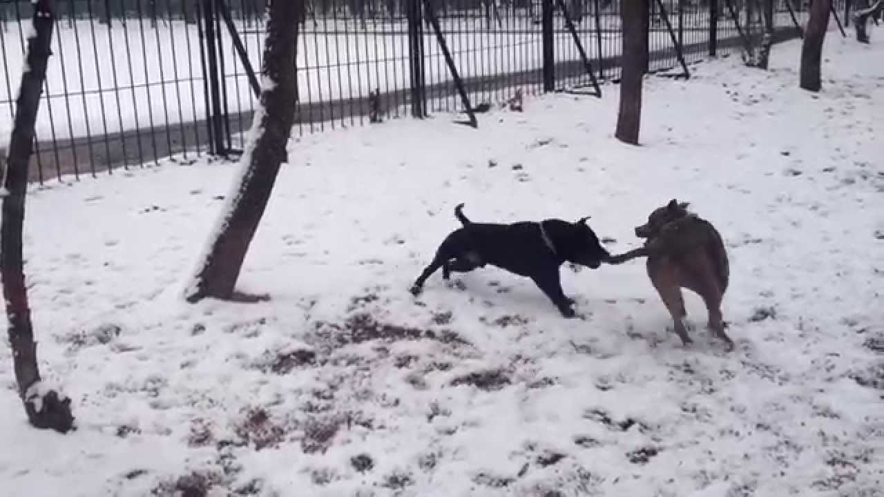 Amstaff playing with Staffbull