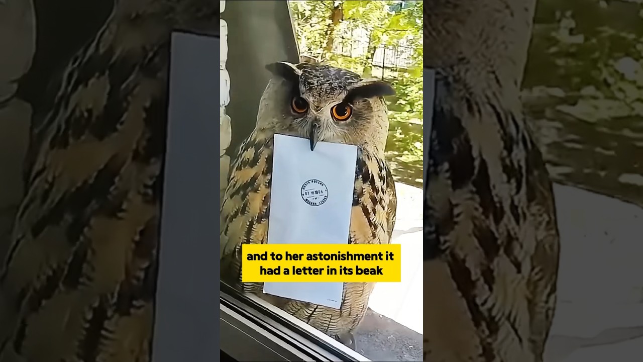 An Owl from Hogwarts #shortvideo #animals #owl
