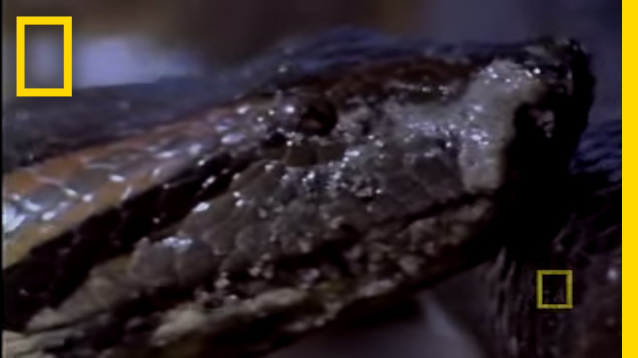 Anaconda Birth | National Geographic