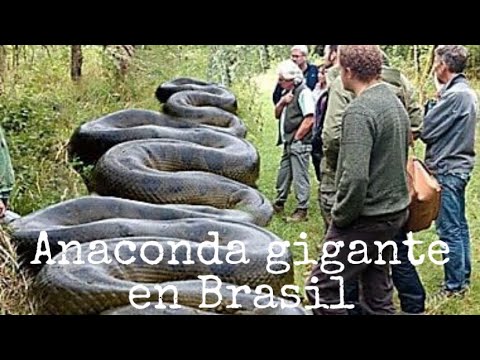 🐍Anaconda gigante en Brasil🇧🇷