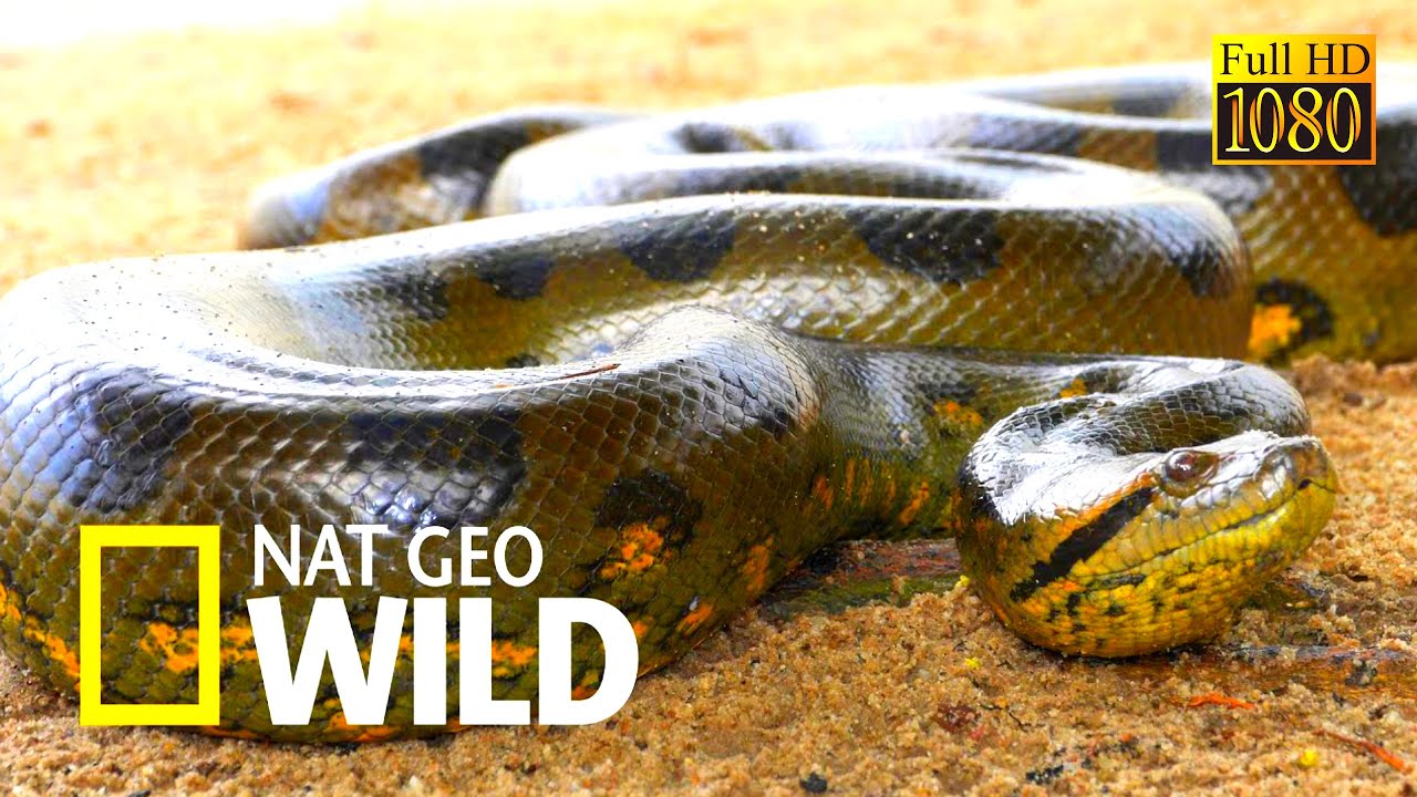 Anaconda, the Mysterious Killer of the Amazon | 1080p Full HD Nat Geo Wild HD Documentary Film Full