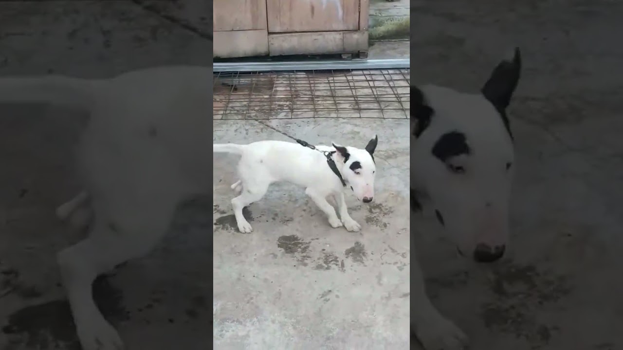 ANAK BULLTERRIER IMPORT DILATIH BERBURU