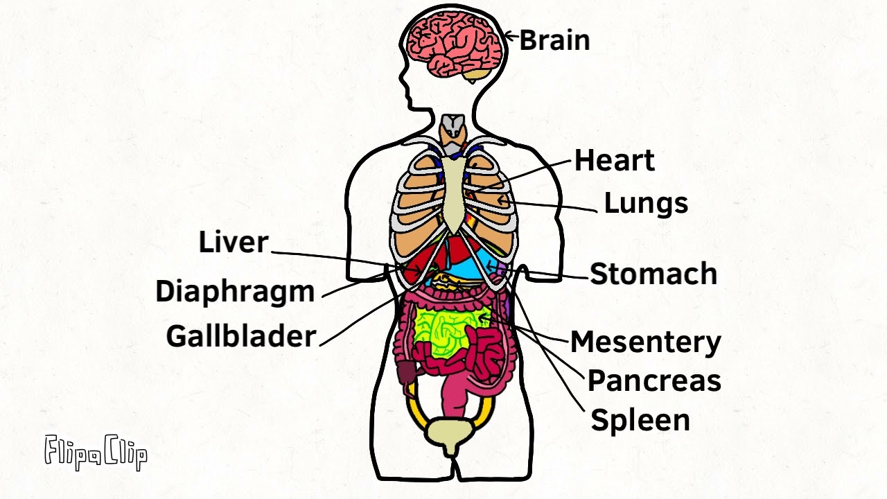 Anatomy lore full body