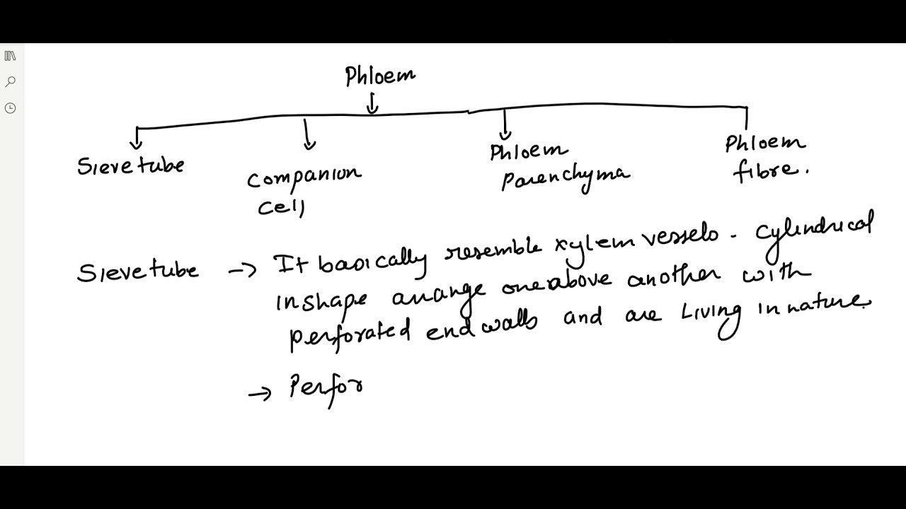 ANATOMY PERMANENT TISSUE 2