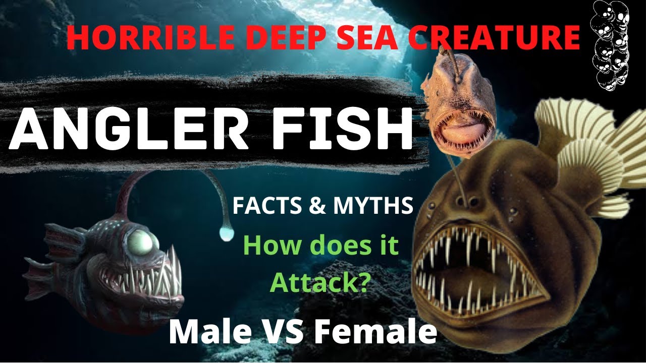 Angler Fish | Football Fish | #anglerfish #footballfish