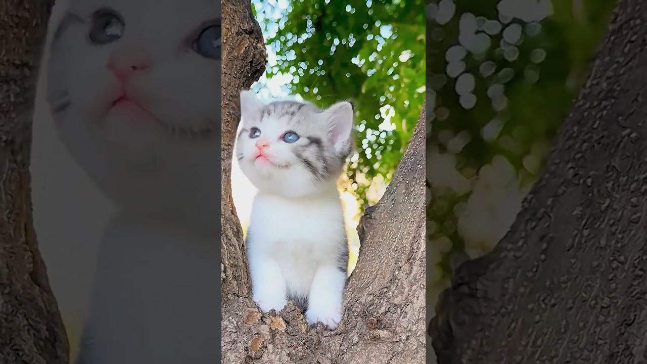 ANGORA KITTEN MEOWING