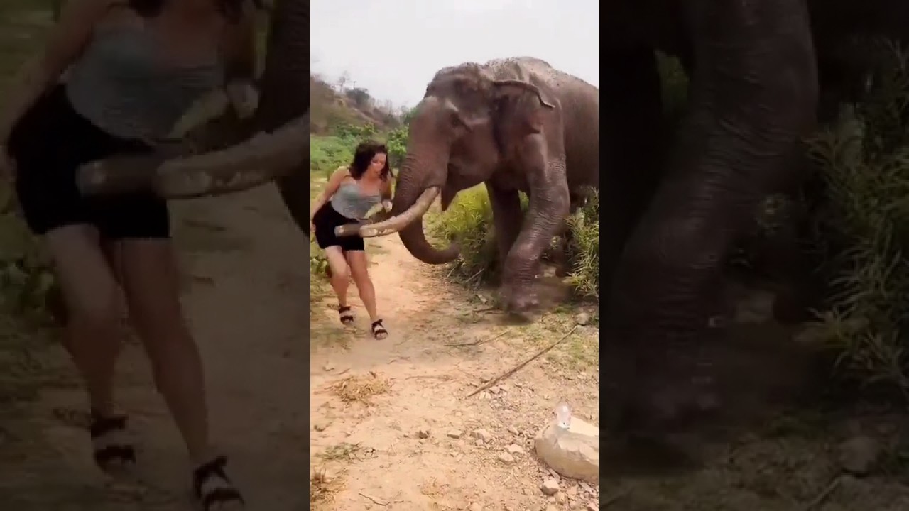 Angry Elephant Attack On Lady||#viral#elephant