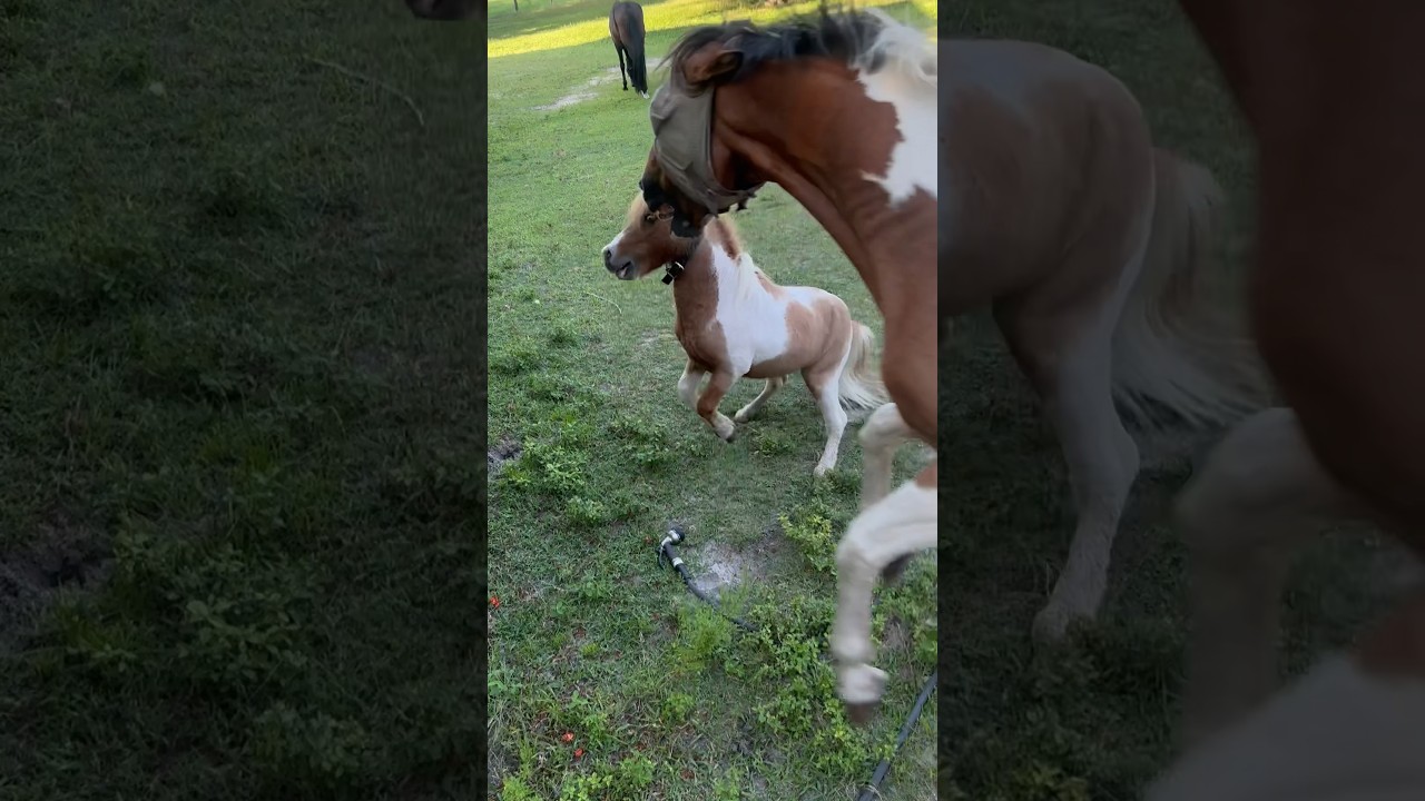 ANGRY HORSES! #horse #funny