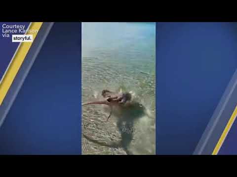 Angry octopus attacks man who filmed it at popular snorkeling spot in Australia | ABC7
