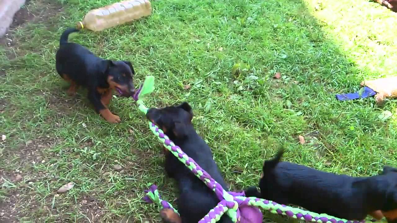 Angry Puppies - Nemški lovski terier - Leglo (Jagdterrier - welpen)