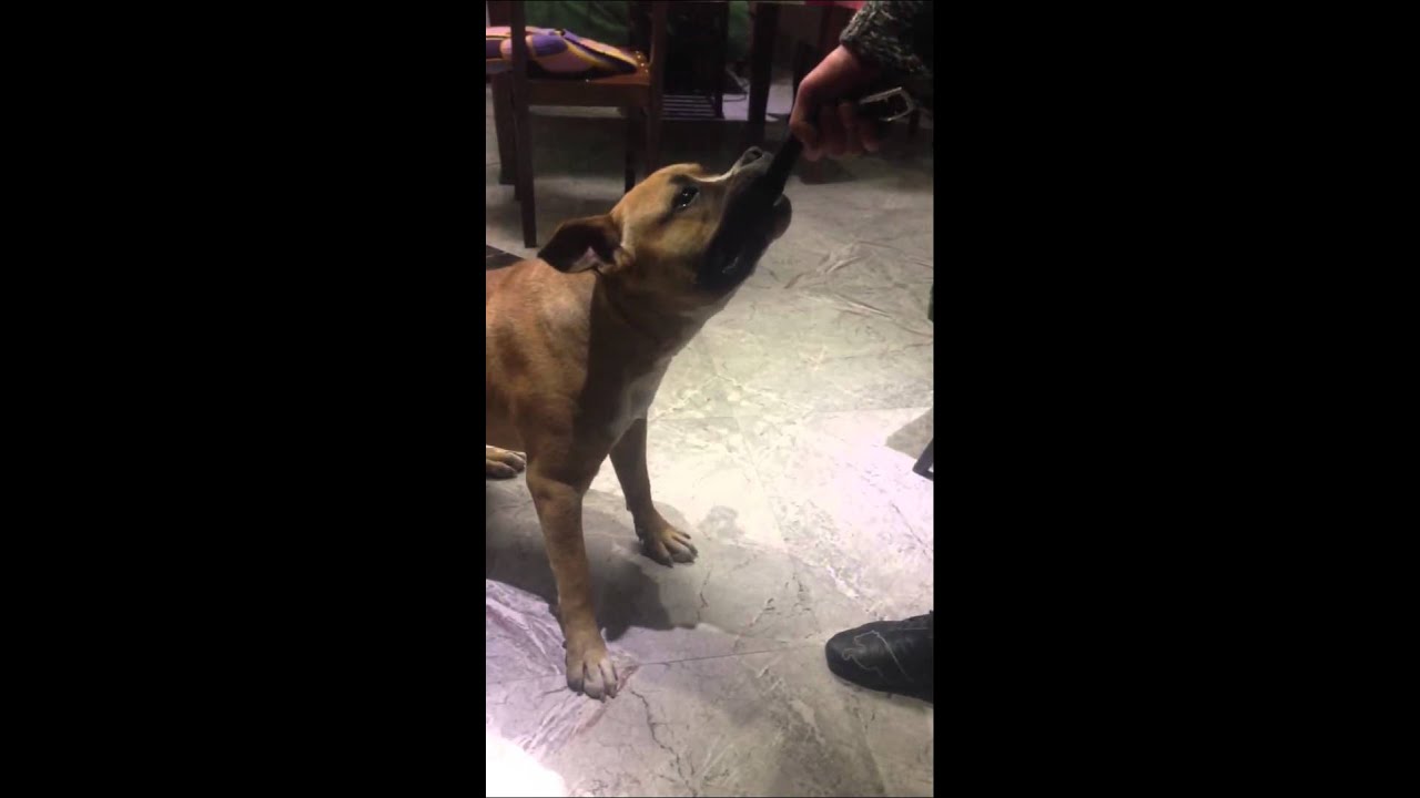 Angry staffordshire bull terrier