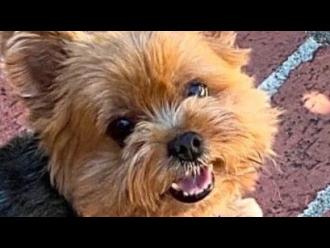 Angry Yorkshire terrier.