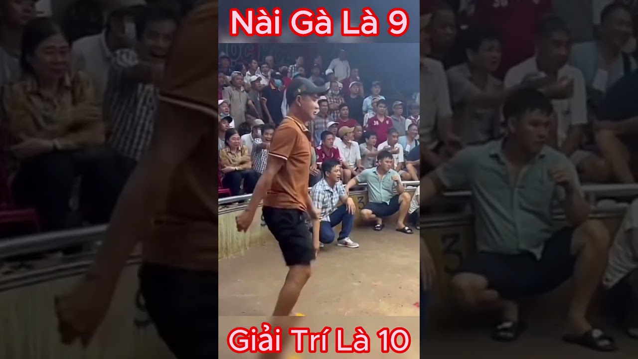 Anh nài gà giải trí nhất Thomo !!!