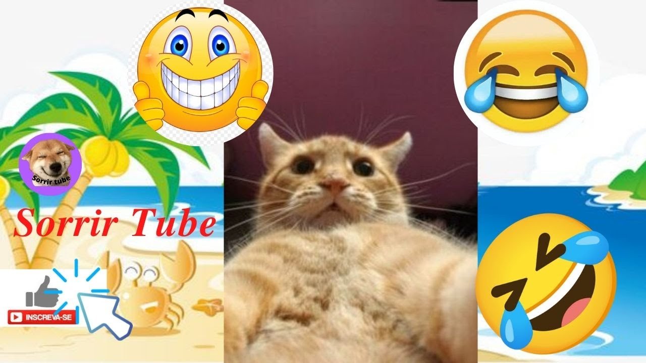 animais engraçados, #20 compilação com os melhores vídeos da semana, pets fofos e divertidos