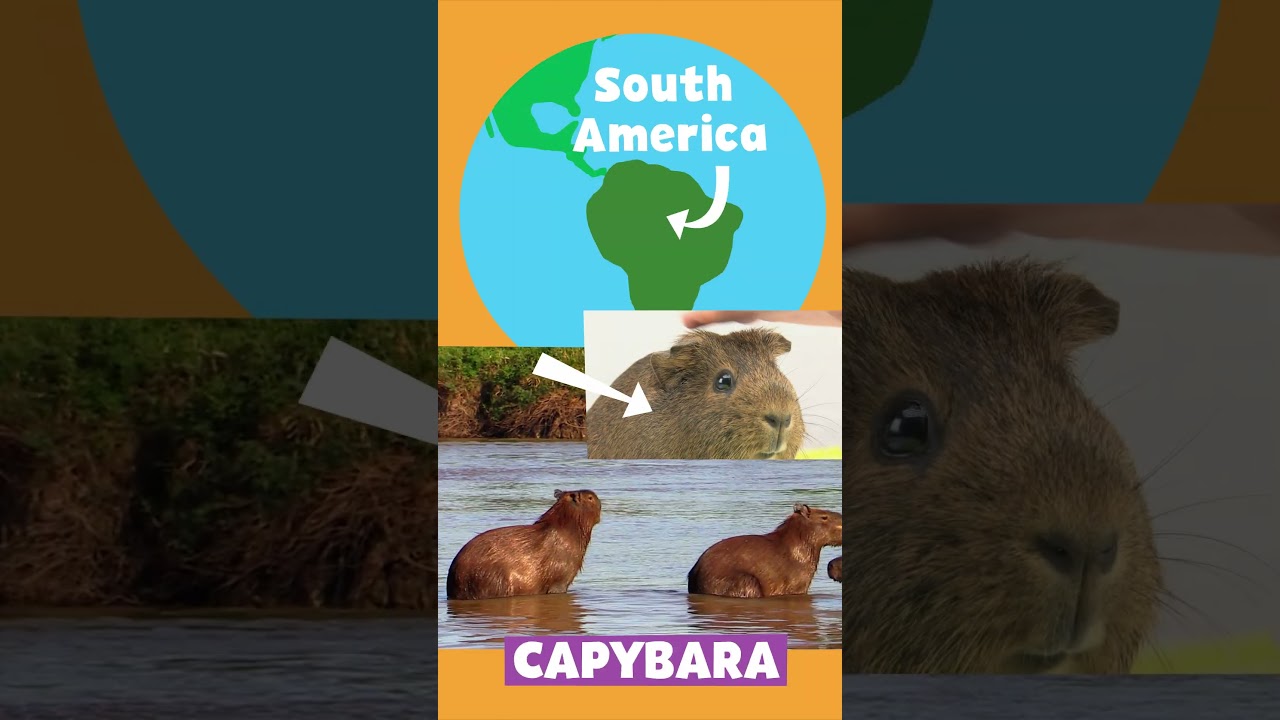 Animal Alphabet | C is for Capybara | PBS KIDS #Shorts