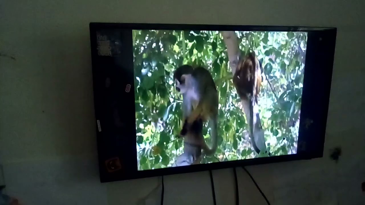 Animal Atlas Montage: Come Here Spanish
