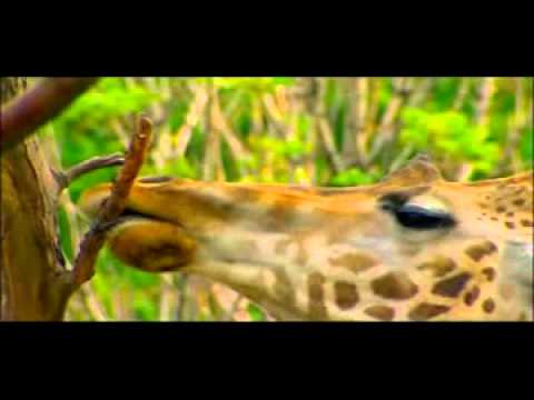Animal AtlasRC.avi