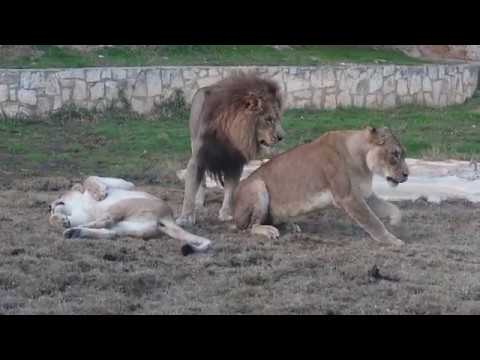 Animal Attack: Jealous Lion?