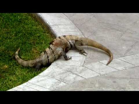 Animal Fight Club   Videos   National Geographic 4