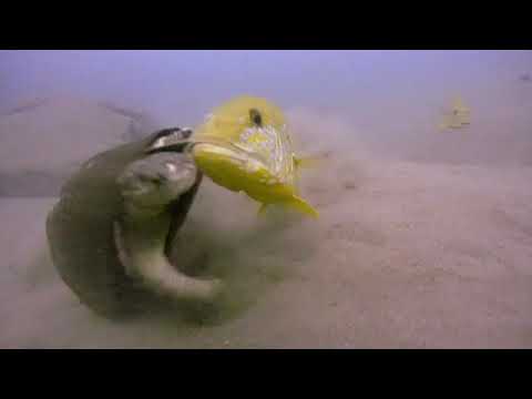 Animal Fight Club   Videos   National Geographic 7